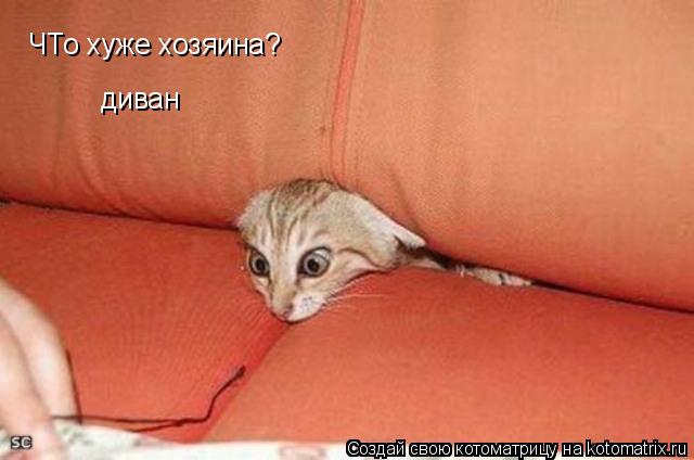 ЧТо хуже хозяина? диван... Котоматрица: ЧТо хуже хозяина? диван