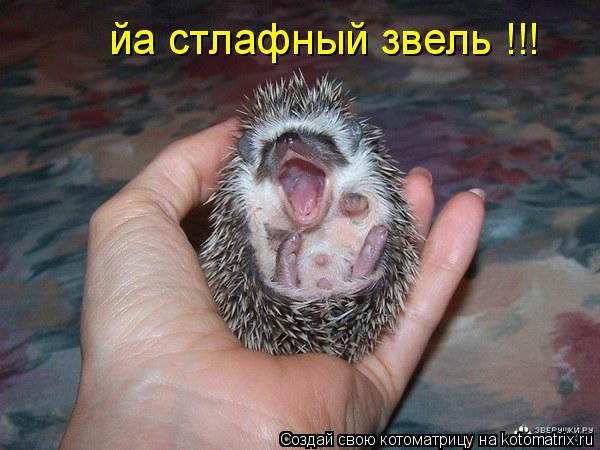йа стлафный звель !!!... Котоматрица: йа стлафный звель !!!
