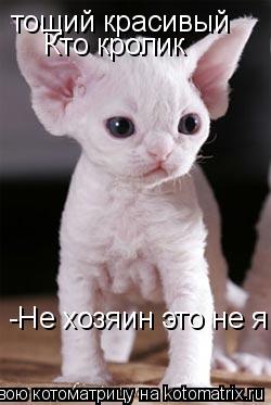 тощий красивый Кто кролик -Не хозяин это не я... Котоматрица: тощий красивый Кто кролик -Не хозяин это не я