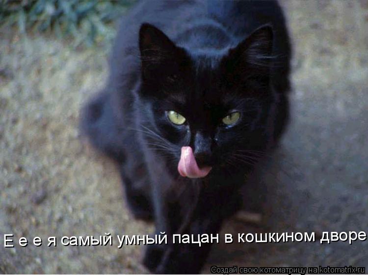 Е е е я самый умный пацан в кошкином дворе... Котоматрица: Е е е я самый умный пацан в кошкином дворе