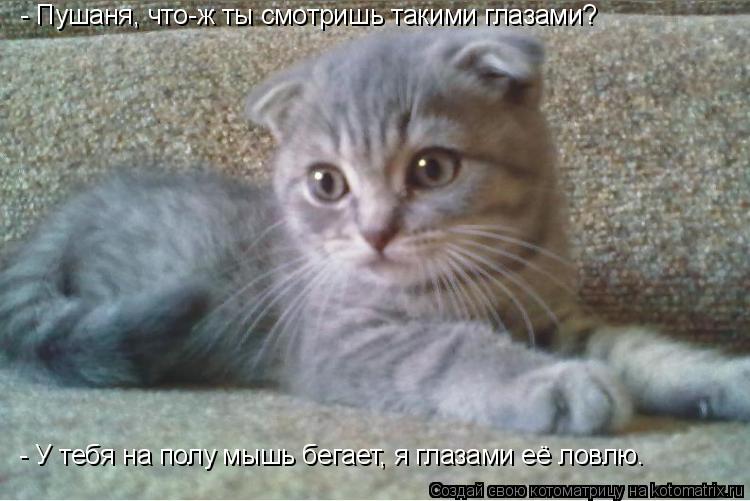 - Пушаня, что-ж ты смотришь такими глазами? - У тебя на полу мышь бегает, я глазами её ловлю.... Котоматрица: - Пушаня, что-ж ты смотришь такими глазами? - У тебя на полу мышь бегает, я глазами её ловлю.