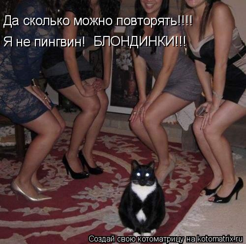 Да сколько можно повторять!!!! Я не пингвин! БЛОНДИНКИ!!!... Котоматрица: Да сколько можно повторять!!!! Я не пингвин! БЛОНДИНКИ!!!