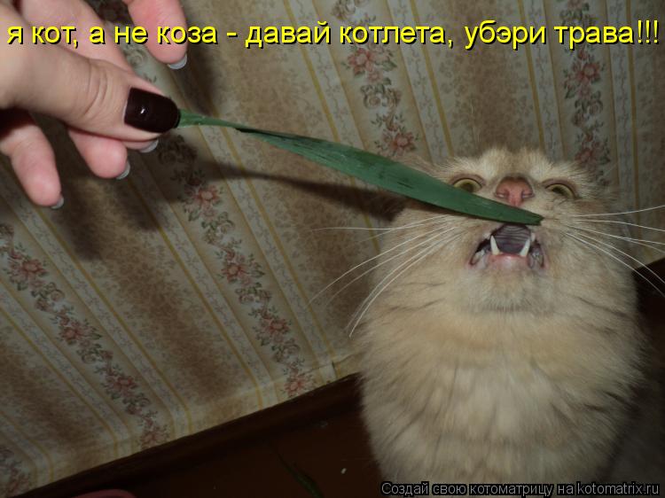 я кот, а не коза - давай котлета, убэри трава!!!... Котоматрица: я кот, а не коза - давай котлета, убэри трава!!!