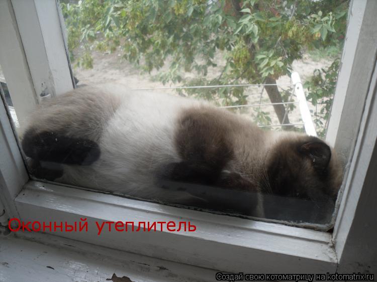 Оконный утеплитель Оконный утеплитель... Котоматрица: Оконный утеплитель Оконный утеплитель