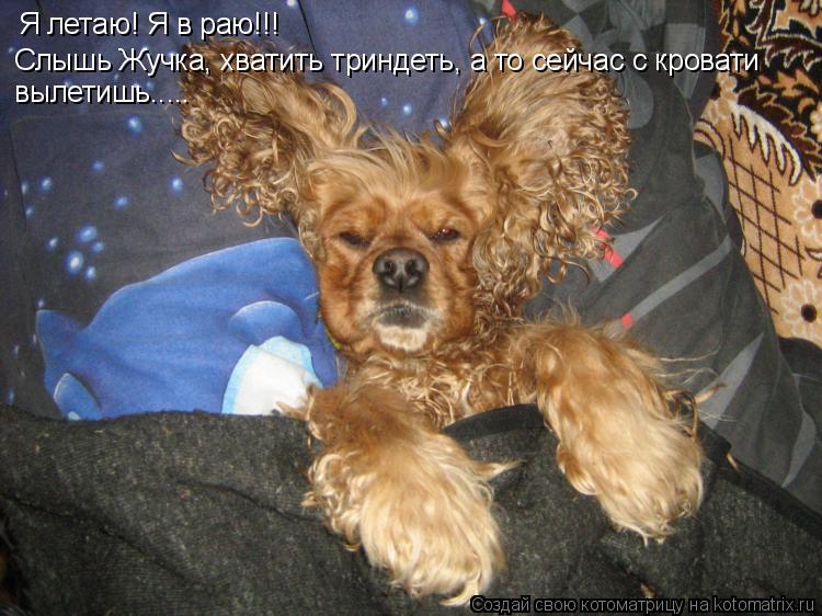Я летаю! Я в раю!!! Слышь Жучка, хватить триндеть, а то сейчас с кровати вылетишь........ Котоматрица: Я летаю! Я в раю!!! Слышь Жучка, хватить триндеть, а то сейчас с кровати вылетишь.....
