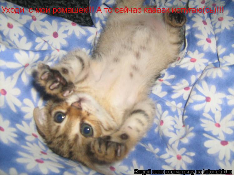 Уходи с мои ромашек!!! А то сейчас каааак испугаю(сь)!!!... Котоматрица: Уходи с мои ромашек!!! А то сейчас каааак испугаю(сь)!!!