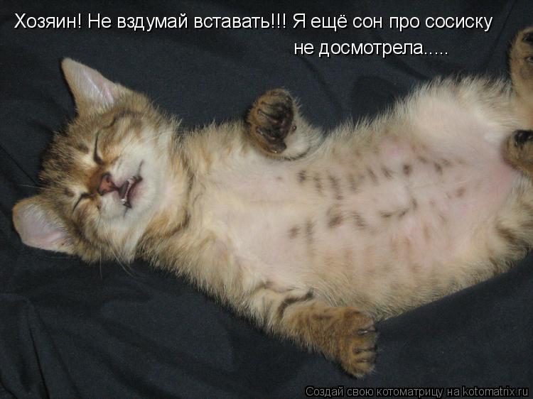 Хозяин! Не вздумай вставать!!! Я ещё сон про сосиску не досмотрела........ Котоматрица: Хозяин! Не вздумай вставать!!! Я ещё сон про сосиску не досмотрела.....