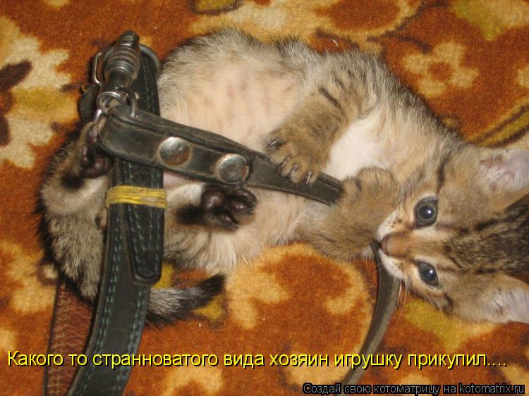 Какого то странноватого вида хозяин игрушку прикупил....... Котоматрица: Какого то странноватого вида хозяин игрушку прикупил....
