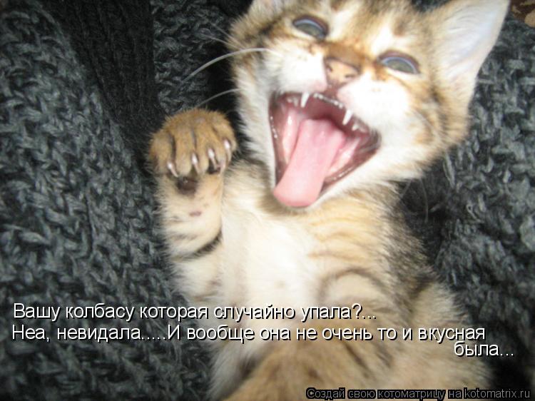 Вашу колбасу которая случайно упала?... Неа, невидала.....И вообще она не очень то и вкусная была..... Котоматрица: Вашу колбасу которая случайно упала?... Неа, невидала.....И вообще она не очень то и вкусная была...