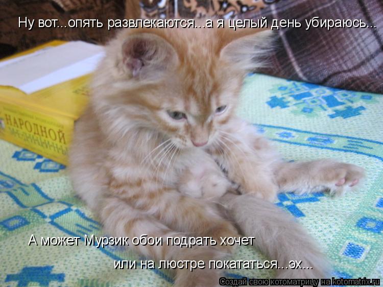 Ну вот...опять развлекаются...а я целый день убираюсь... А может Мурзик обои подрать хочет или на лю... Котоматрица: Ну вот...опять развлекаются...а я целый день убираюсь... А может Мурзик обои подрать хочет или на люстре покататься...эх...