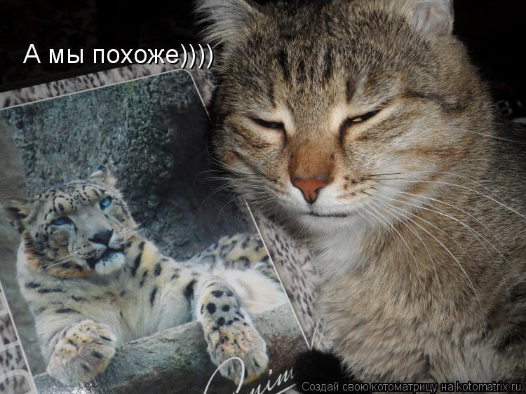 А мы похоже))))... Котоматрица: А мы похоже))))