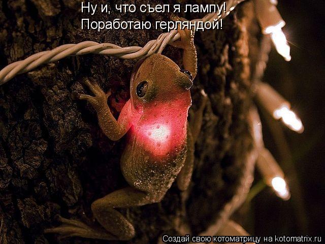Ну и, что съел я лампу! Поработаю герляндой!... Котоматрица: Ну и, что съел я лампу! Поработаю герляндой!