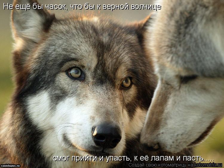 Не ещё бы часок, что бы к верной волчице смог прийти и упасть, к её лапам и пасть........ Котоматрица: Не ещё бы часок, что бы к верной волчице смог прийти и упасть, к её лапам и пасть.....