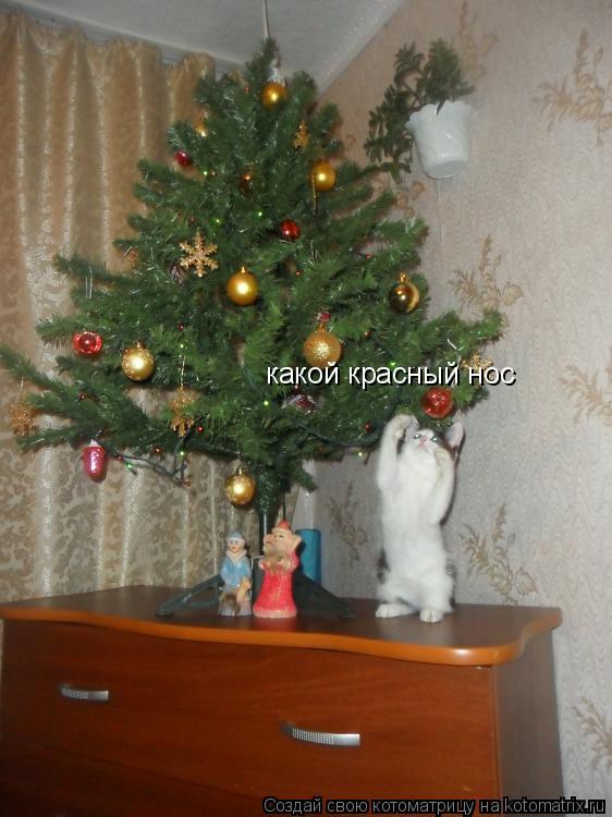 какой красный нос... Котоматрица: какой красный нос