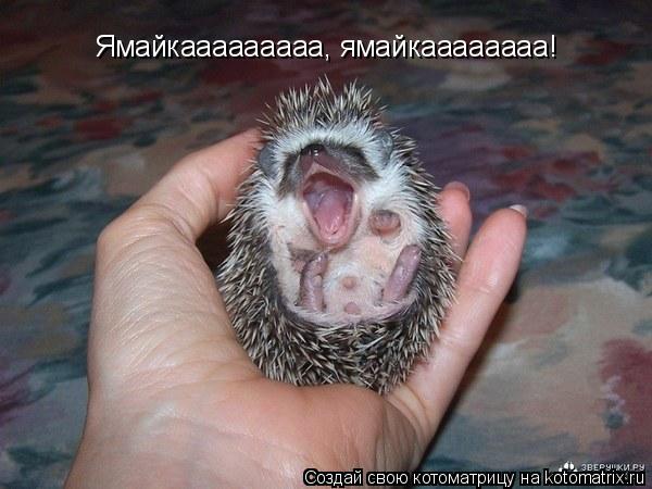 Ямайкааааааааа, ямайкаааааааа!... Котоматрица: Ямайкааааааааа, ямайкаааааааа!