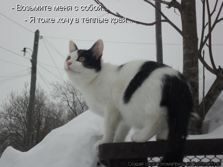 - Возьмите меня с собой... - Я тоже хочу в тёплые края...... Котоматрица: - Возьмите меня с собой... - Я тоже хочу в тёплые края...