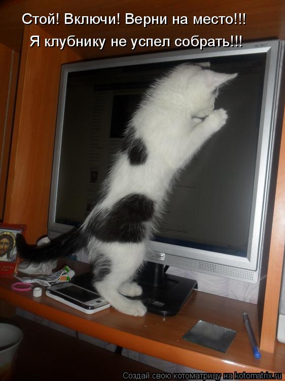 Стой! Включи! Верни на место!!! Я клубнику не успел собрать!!!... Котоматрица: Стой! Включи! Верни на место!!! Я клубнику не успел собрать!!!