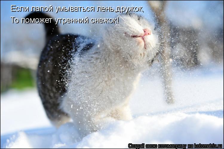 Если лапой умываться лень,дружок, То поможет утренний снежок!... Котоматрица: Если лапой умываться лень,дружок, То поможет утренний снежок!