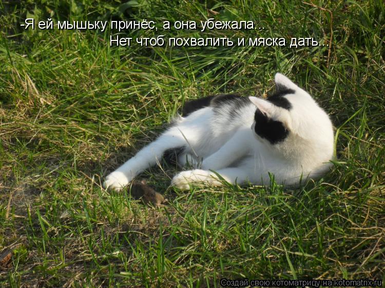 -Я ей мышьку принёс, а она убежала... Нет чтоб похвалить и мяска дать...... Котоматрица: -Я ей мышьку принёс, а она убежала... Нет чтоб похвалить и мяска дать...