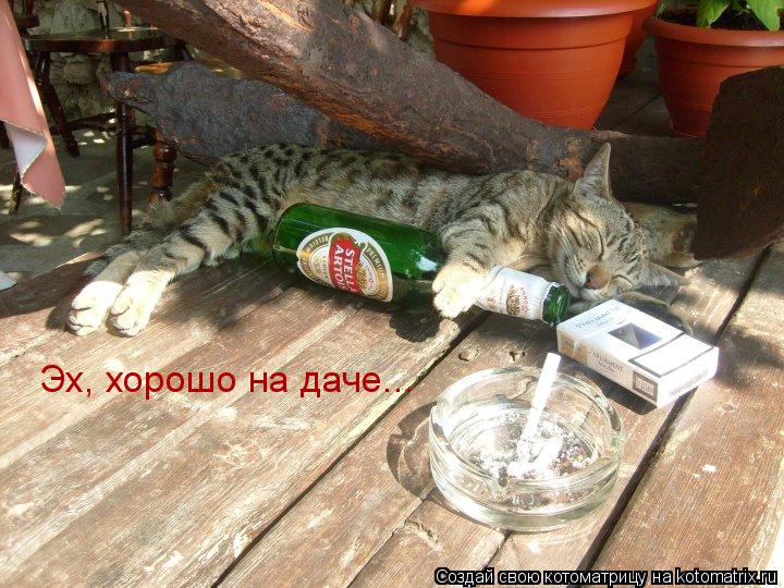 Эх, хорошо на даче...... Котоматрица: Эх, хорошо на даче...