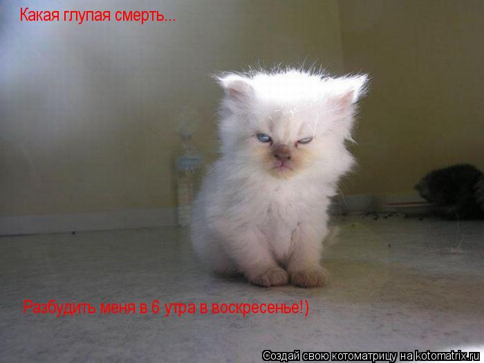 Какая глупая смерть... Разбудить меня в 6 утра в воскресенье!)... Котоматрица: Какая глупая смерть... Разбудить меня в 6 утра в воскресенье!)