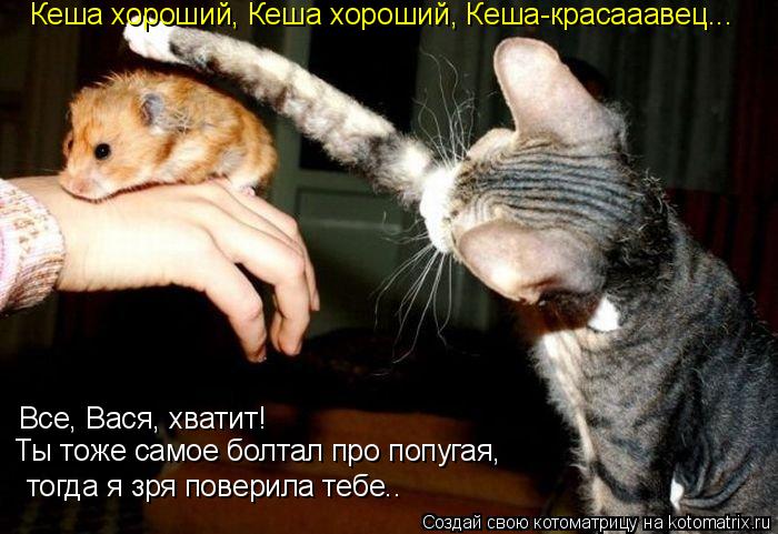 тогда я зря поверила тебе.. Все, Вася, хватит! Ты тоже самое болтал про попугая, Кеша хороший, Кеша... Котоматрица: тогда я зря поверила тебе.. Все, Вася, хватит! Ты тоже самое болтал про попугая, Кеша хороший, Кеша хороший, Кеша-красааавец...
