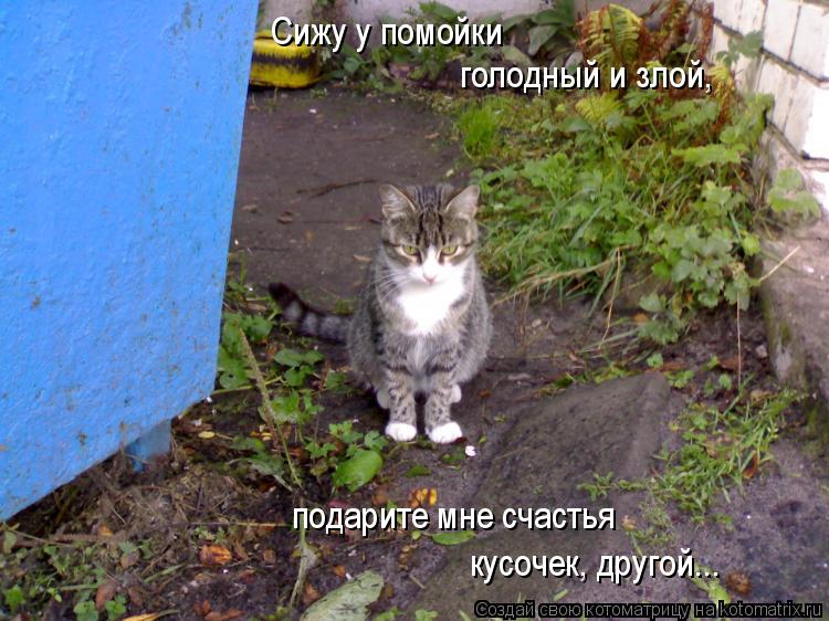 Сижу у помойки голодный и злой, подарите мне счастья кусочек, другой...... Котоматрица: Сижу у помойки голодный и злой, подарите мне счастья кусочек, другой...