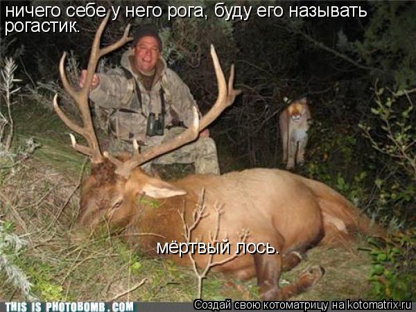 ничего себе у него рога, буду его называть рогастик. мёртвый лось.... Котоматрица: ничего себе у него рога, буду его называть рогастик. мёртвый лось.