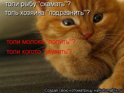 толи рыбу "схамать"? толи молока "попить"? толь хозяина "подразнить"? толи когото "укусить"!... Котоматрица: толи рыбу "схамать"? толи молока "попить"? толь хозяина "подразнить"? толи когото "укусить"!