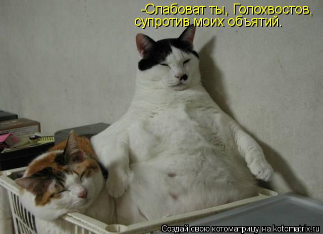 -Слабоват ты, Голохвостов, супротив моих объятий.... Котоматрица: -Слабоват ты, Голохвостов, супротив моих объятий.