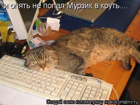 и опять не попал Мурзик в круть....... Котоматрица: и опять не попал Мурзик в круть....