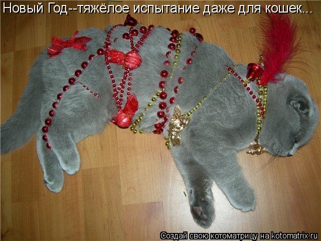 Новый Год--тяжёлое испытание даже для кошек...... Котоматрица: Новый Год--тяжёлое испытание даже для кошек...