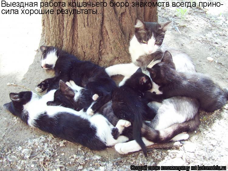 Выездная работа кошачьего бюро знакомств всегда прино- сила хорошие результаты...... Котоматрица: Выездная работа кошачьего бюро знакомств всегда прино- сила хорошие результаты...