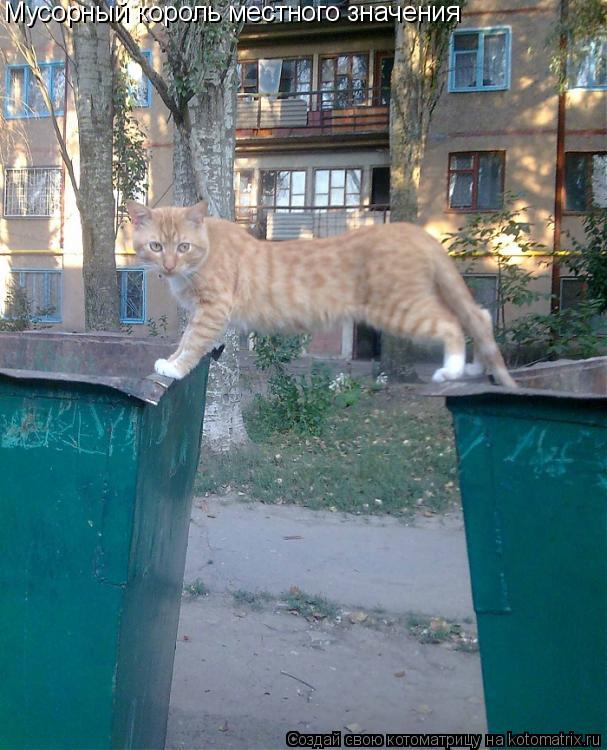 Мусорный король местного значения... Котоматрица: Мусорный король местного значения