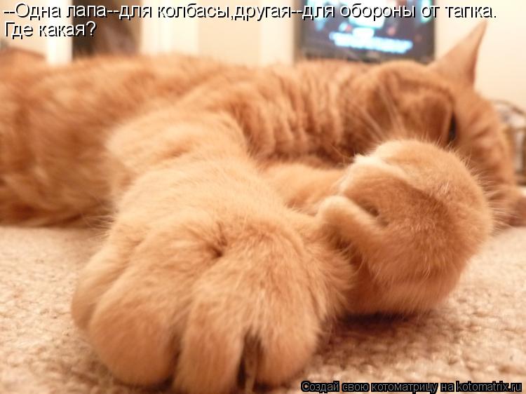 --Одна лапа--для колбасы,другая--для обороны от тапка. Где какая?... Котоматрица: --Одна лапа--для колбасы,другая--для обороны от тапка. Где какая?