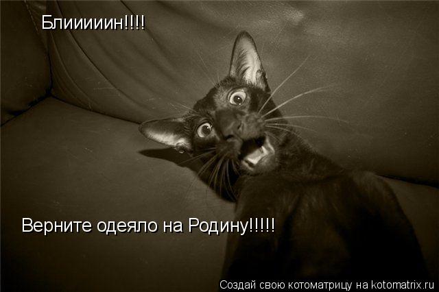 Блииииин!!!! Верните одеяло на Родину!!!!!... Котоматрица: Блииииин!!!! Верните одеяло на Родину!!!!!