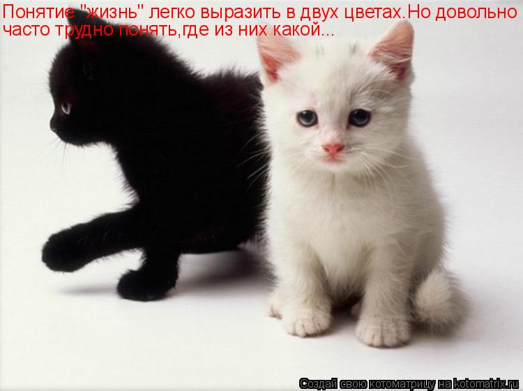 Понятие "жизнь" легко выразить в двух цветах.Но довольно часто трудно понять,где из них какой...... Котоматрица: Понятие "жизнь" легко выразить в двух цветах.Но довольно часто трудно понять,где из них какой...