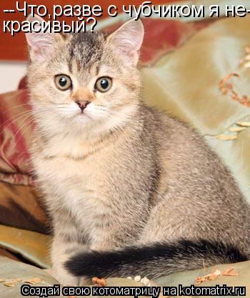 --Что,разве с чубчиком я не- красивый?... Котоматрица: --Что,разве с чубчиком я не- красивый?