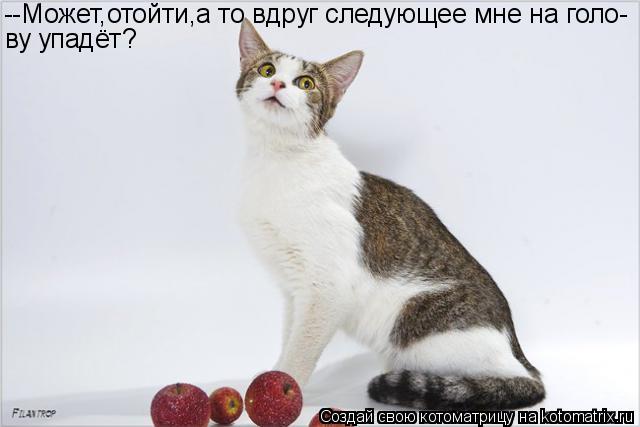 --Может,отойти,а то вдруг следующее мне на голо- ву упадёт?... Котоматрица: --Может,отойти,а то вдруг следующее мне на голо- ву упадёт?