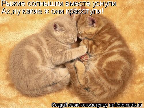 Котоматрица: Рыжие солнышки вместе уснули. Ах,ну какие ж они красотули!