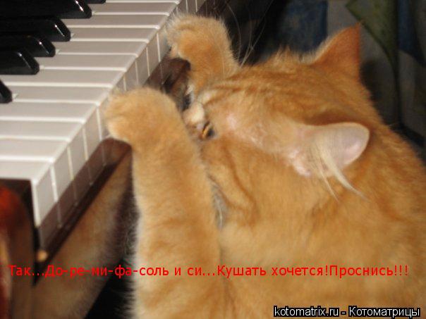 Котоматрица: Так...До-ре-ми-фа-соль и си...Кушать хочется!Проснись!!! Так...До-ре-ми-фа-соль и си...Кушать хочется!Проснись!!!
