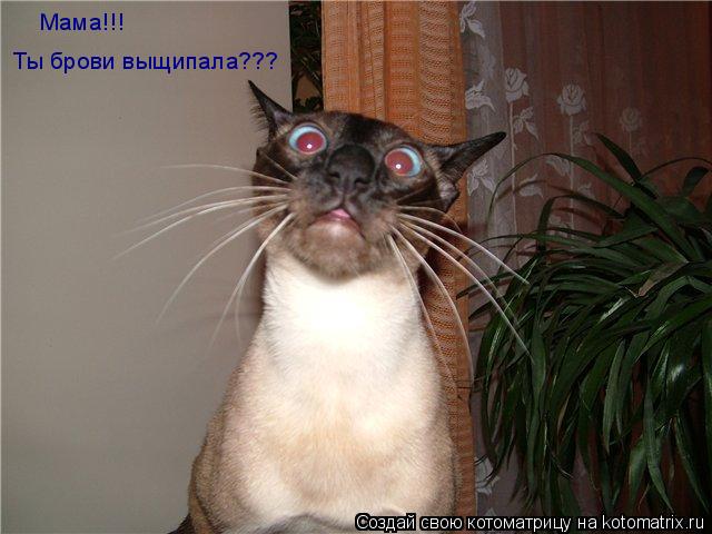 Котоматрица: Мама!!! Ты брови выщипала???