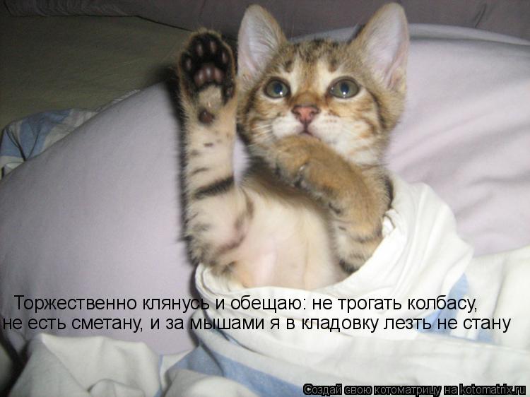 Котоматрица: Торжественно клянусь и обещаю: не трогать колбасу,  не есть сметану, и за мышами я в кладовку лезть не стану