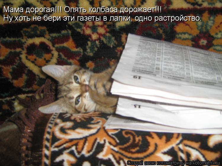 Котоматрица: Мама дорогая!!! Опять колбаса дорожает!!! Ну хоть не бери эти газеты в лапки, одно растройство.