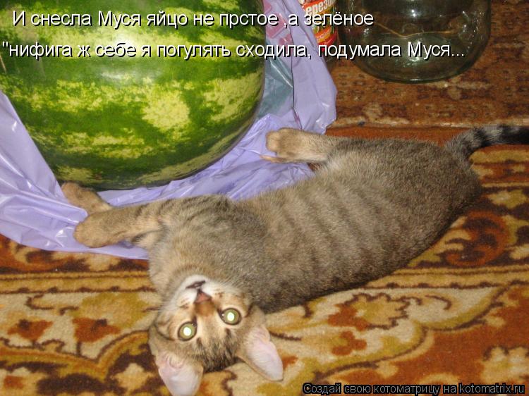 Котоматрица: И снесла Муся яйцо не прстое ,а зелёное "нифига ж себе я погулять сходила, подумала Муся...