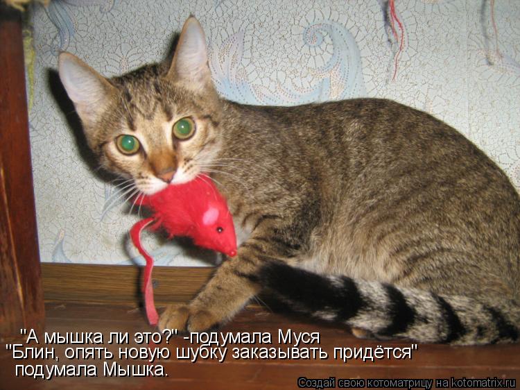 Котоматрица: "А мышка ли это?" -подумала Муся "Блин, опять новую шубку заказывать придётся"   подумала Мышка.