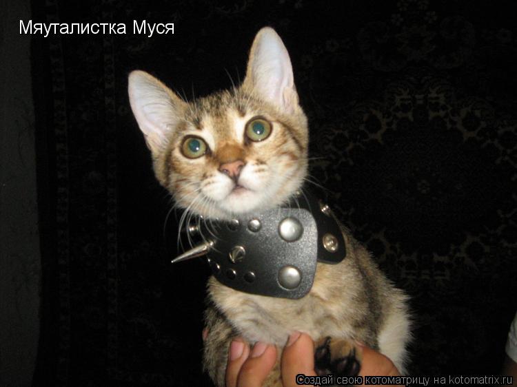 Котоматрица: Мяуталистка Муся