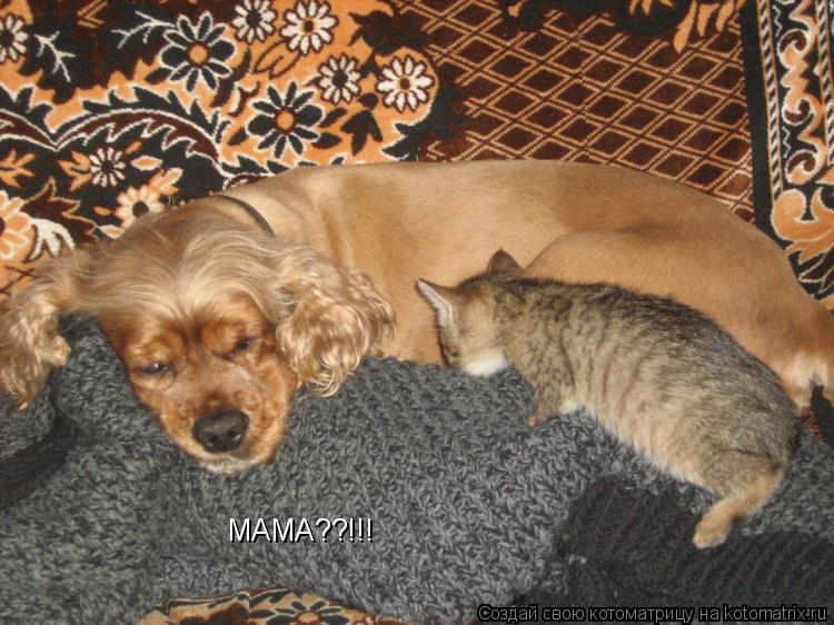 Котоматрица: МАМА??!!!