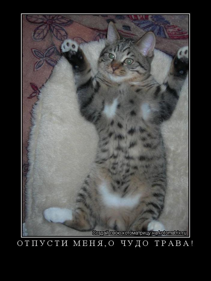 Отпусти меня,о чудо трава! ... Котоматрица: Отпусти меня,о чудо трава!