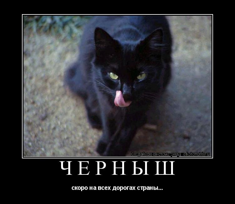 ЧЕРНЫШ скоро на всех дорогах страны...... Котоматрица: ЧЕРНЫШ скоро на всех дорогах страны...